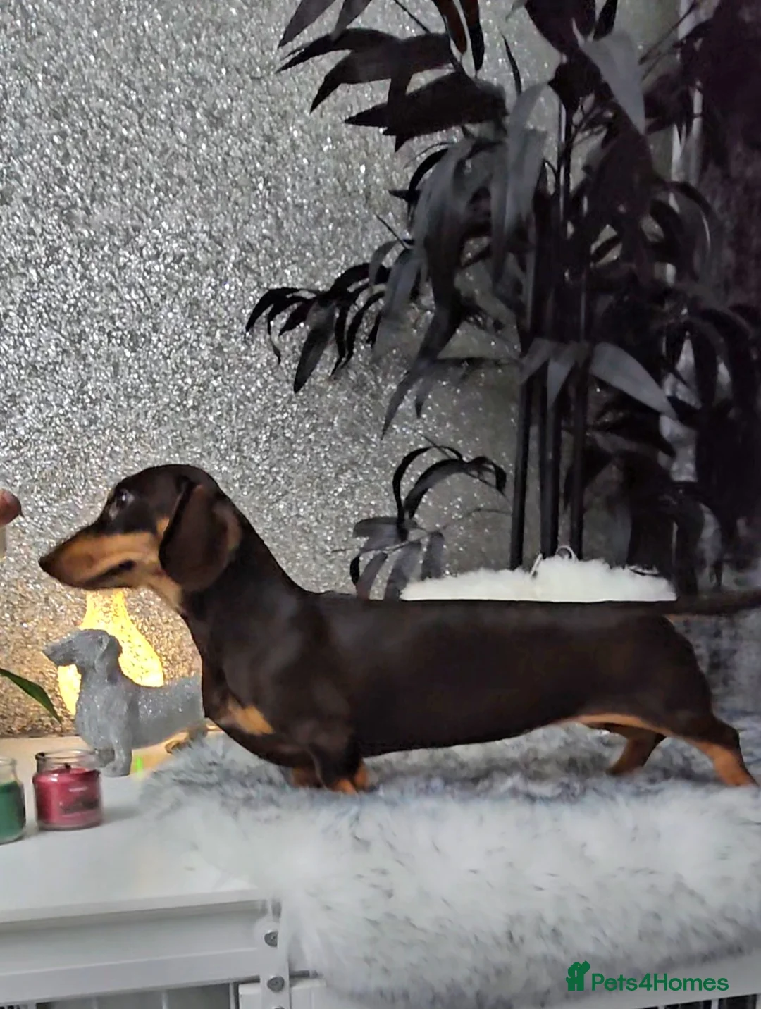 Miniature Dachshund dogs for stud: Piebald miniature Dachshund kc registered  in Blackburn - Advert 28