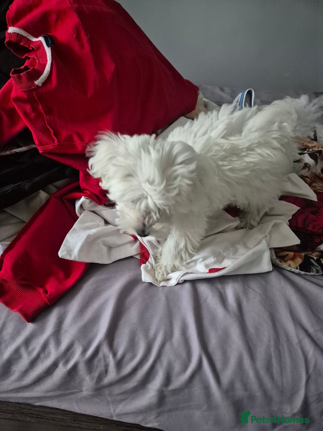 Bichon Frise dogs for sale: ✨ Beautiful 3-Month-Old Female Bichon Frise Puppy  - Image 4