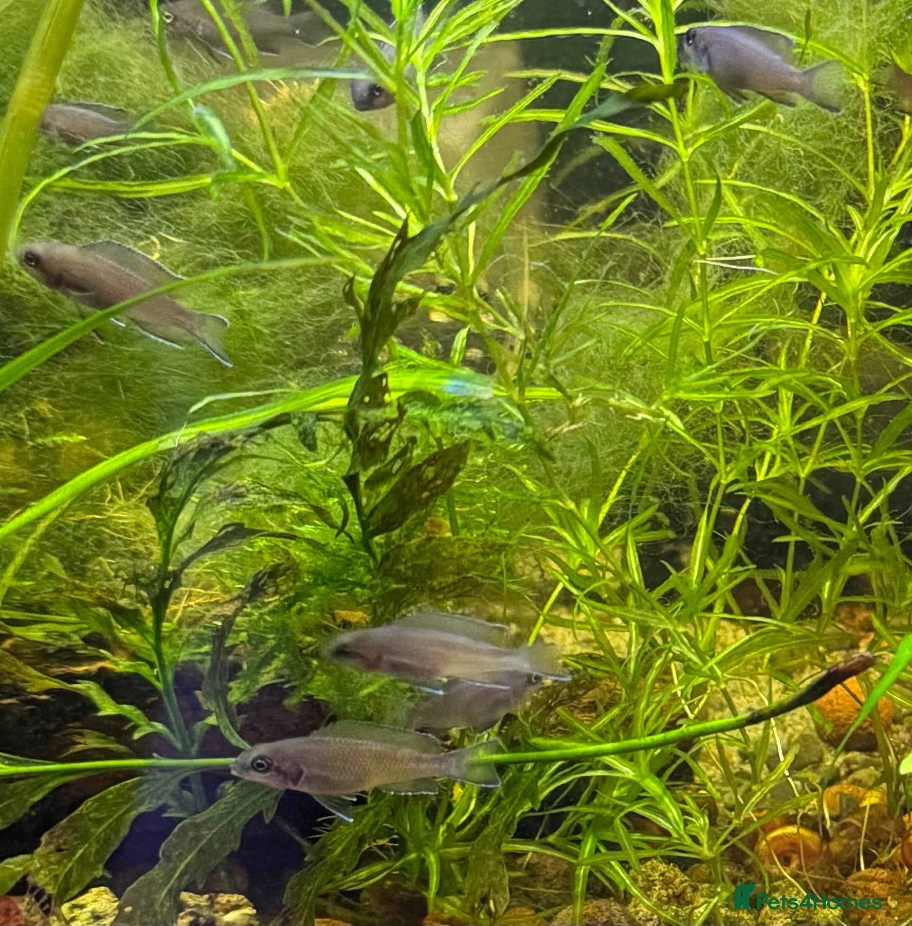 Cichlids fish Fairy Brichardi  - Advert 1