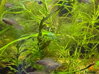 Cichlids fish Fairy Brichardi - Advert 11