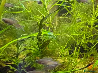 Cichlids fish Fairy Brichardi - Advert 11