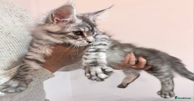 Maine Coon cats - Advert 2