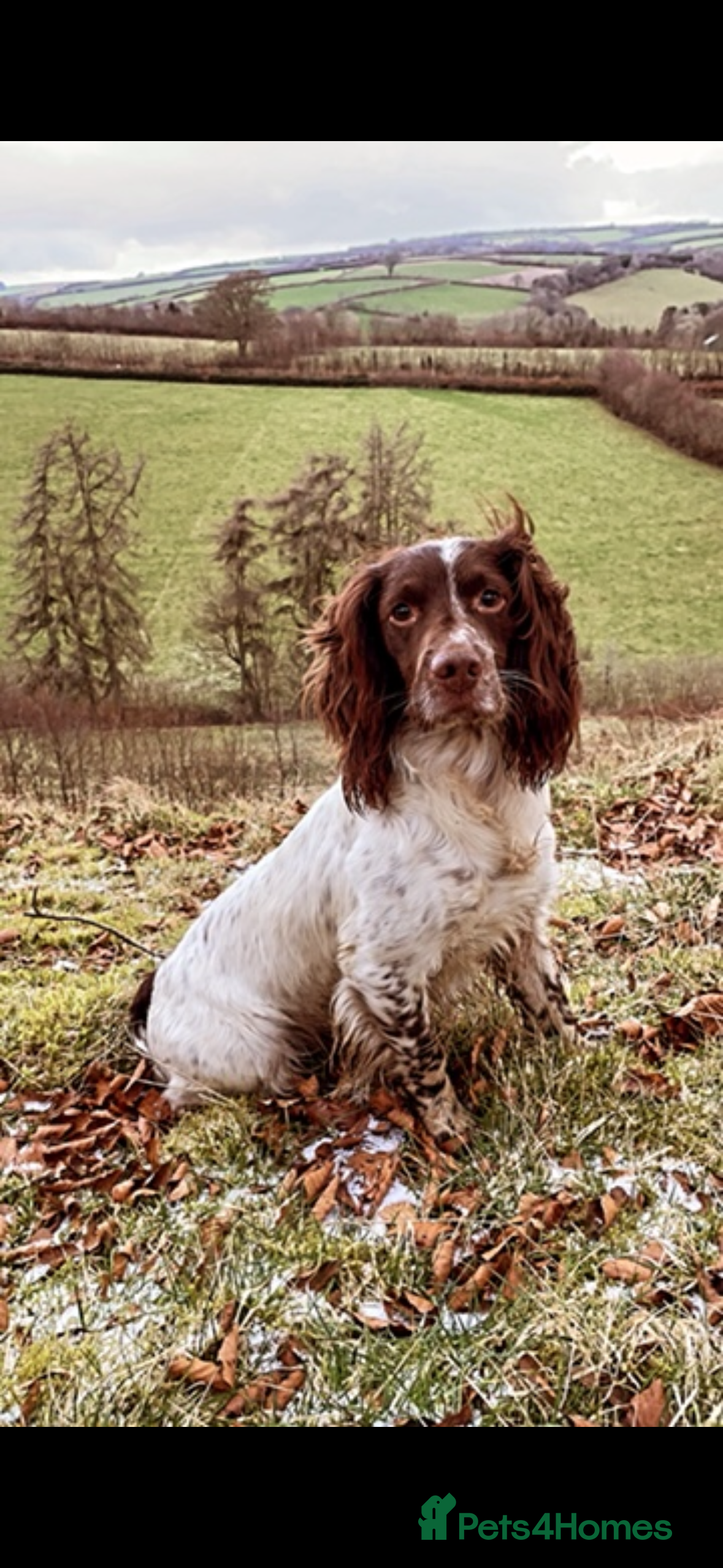 English Springer Spaniel dogs ESS for stud - Advert 9