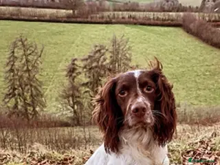 English Springer Spaniel dogs ESS for stud - Advert 9