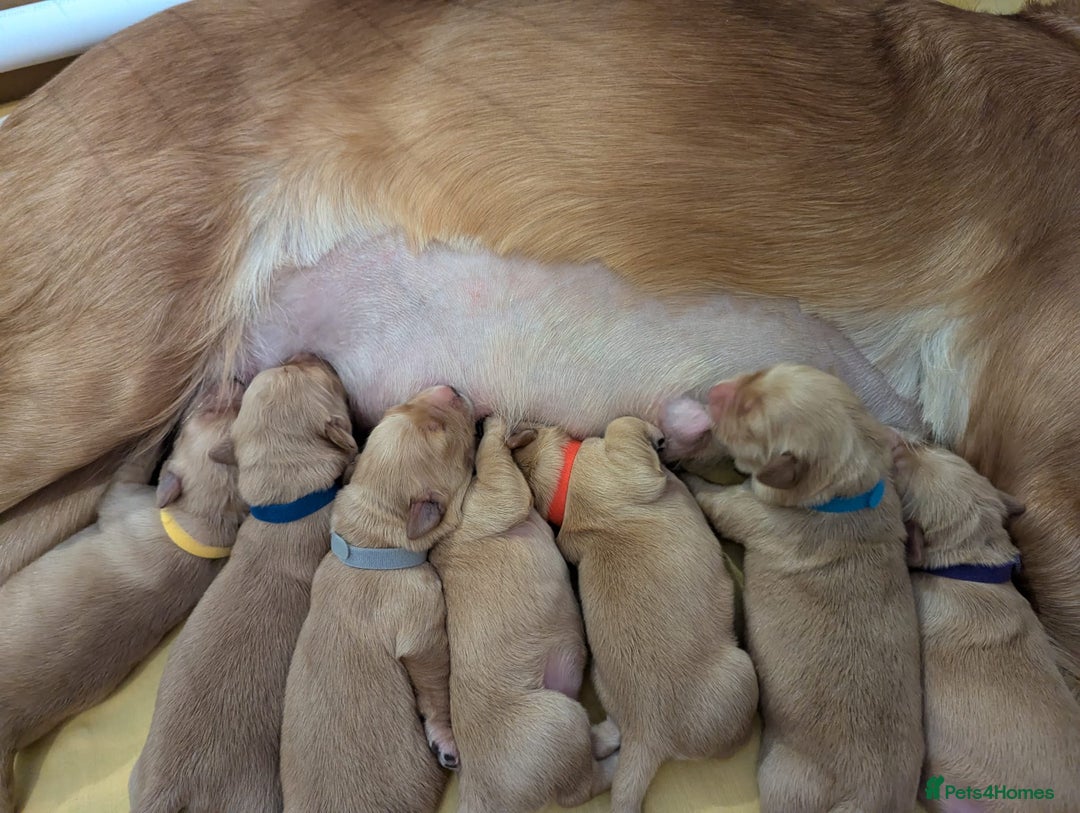 Golden Retriever dogs for sale: Golden retriver puppies (2 girls reserved) - Advert 14
