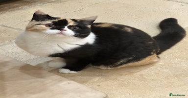 British Shorthair cats - Advert 10