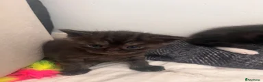 Maine Coon 4