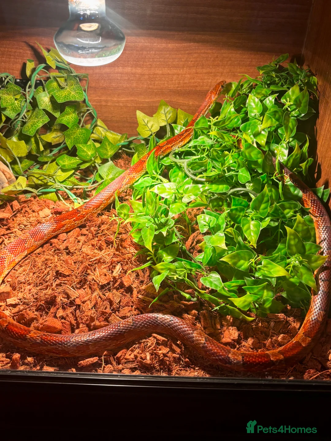 Corn Snake reptiles for sale: Fire-red corn snake, full set-up included. in Pontefract - Advert 2