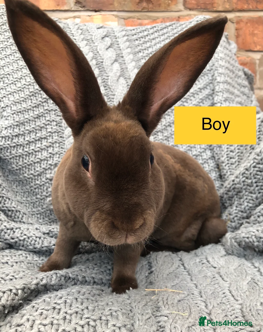 Rex rabbits for sale: Beautiful velvet mini Rex & Rex rabbits - Advert 2