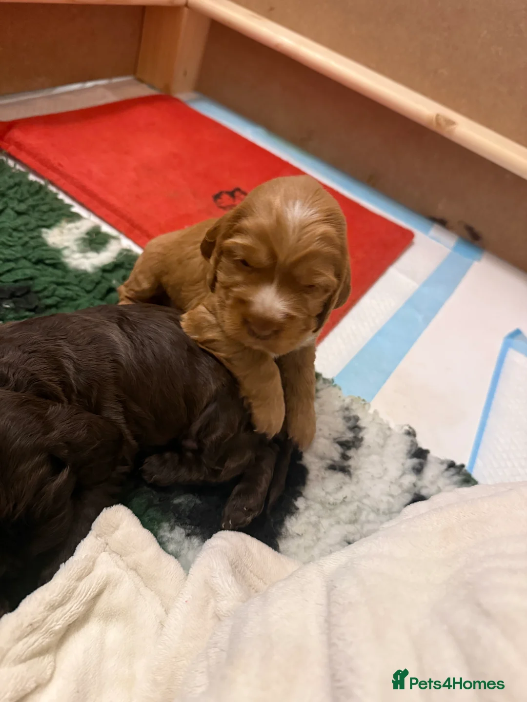 Cocker Spaniel dogs for sale: Health tested clear show cocker spaniel puppies - Advert 18