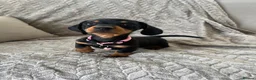 Miniature Dachshund dogs for sale: Miniature Dachshund  - Advert 4