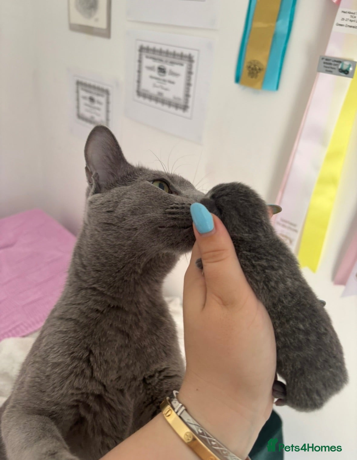 Russian Blue cats Top pedigree Instagram star Russian blue kittens - Advert 1
