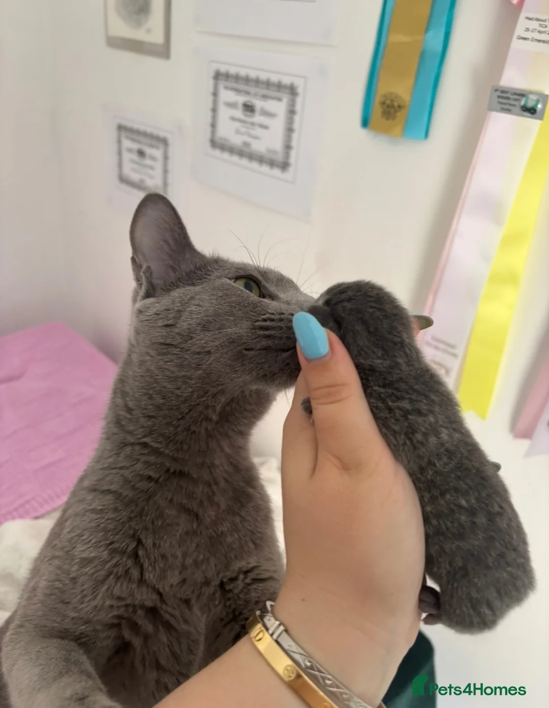 Russian Blue cats for sale: Top pedigree Instagram star Russian blue kittens - Advert 1