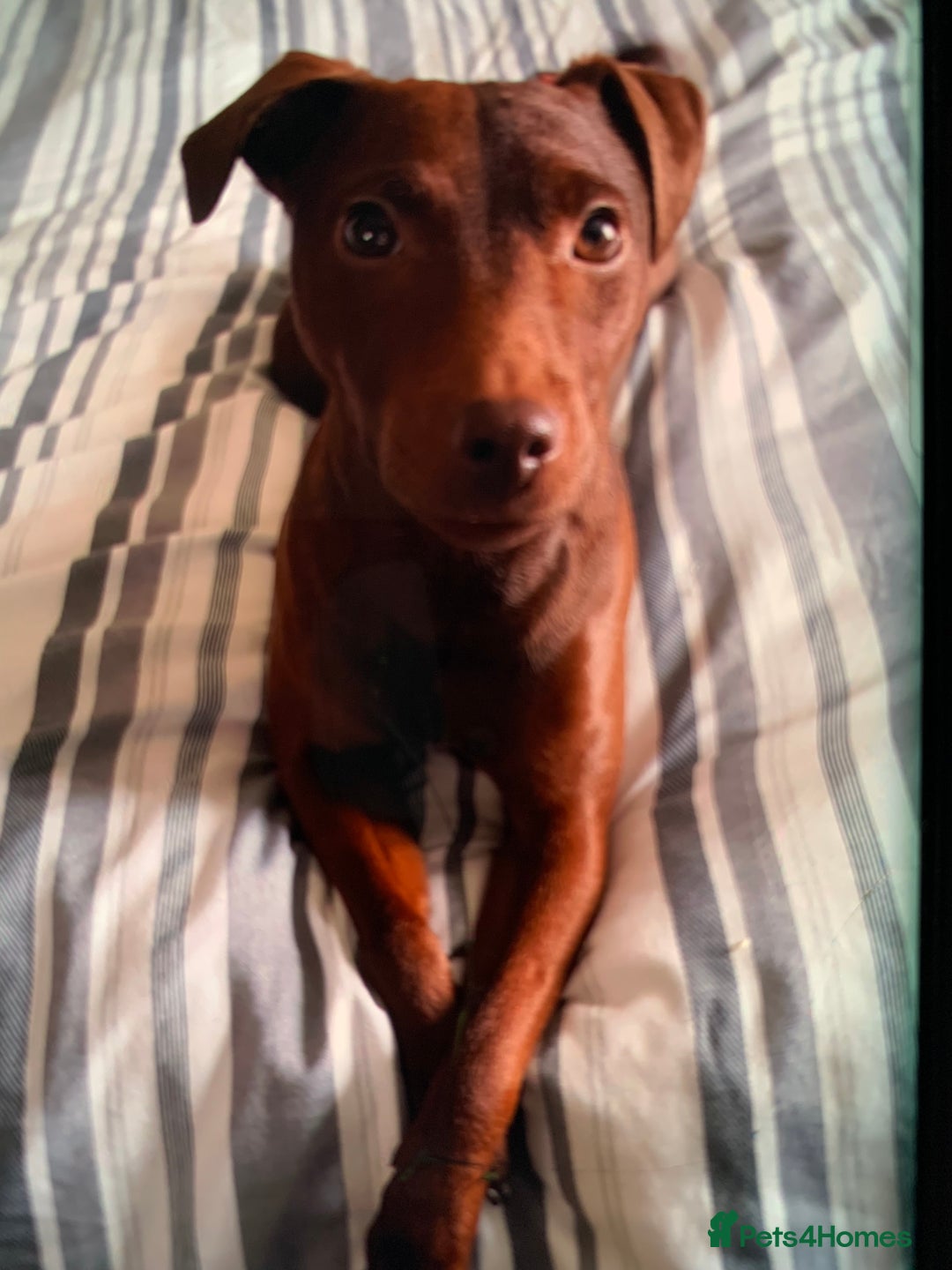 Patterdale Terrier dogs for sale: chocolate patterdale terriers  - Image 12