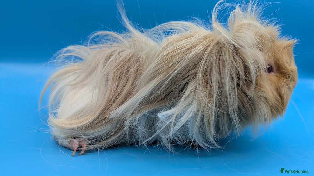 Guinea Pig rodents for sale: Guinea Pig Sow (Female) Adult - Image 3