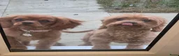 Cavalier King Charles Spaniel dogs for sale: Female cavalier and cavapoo for rehome - Advert 1