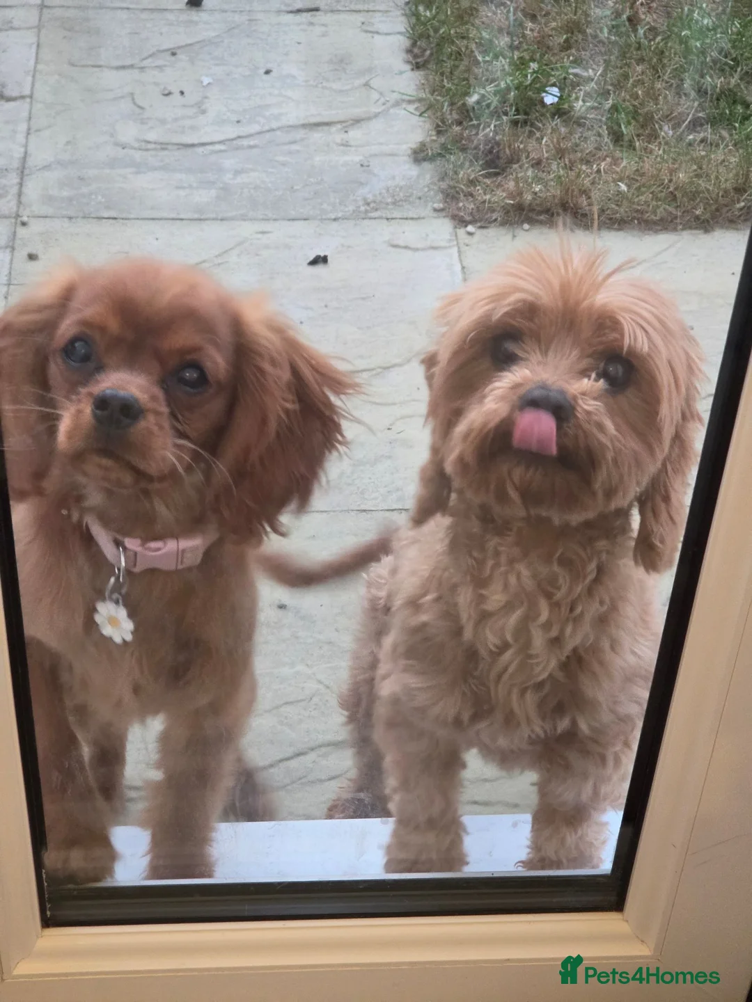 Cavalier King Charles Spaniel dogs for sale: Female cavalier and cavapoo for rehome - Advert 1