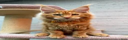 Maine Coon cats for sale: TICa reg 9 XXL Massive Red Kittens - Advert 1