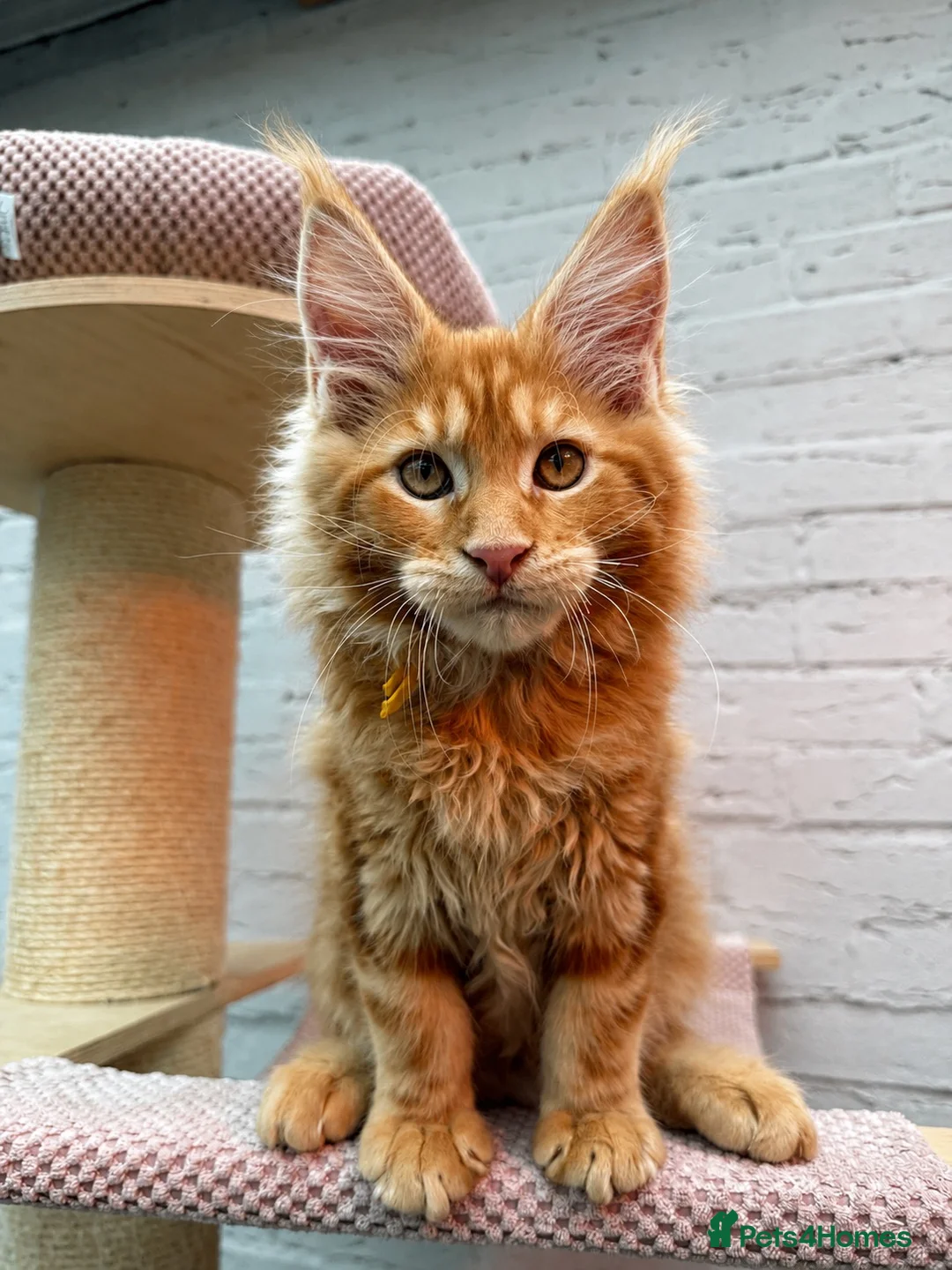 Maine Coon cats for sale: TICa reg 9 XXL Massive Red Kittens - Advert 1