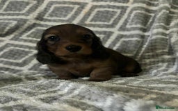 Miniature Dachshund dogs for sale: KC Longhaired Miniature Dachshunds  - Image 5