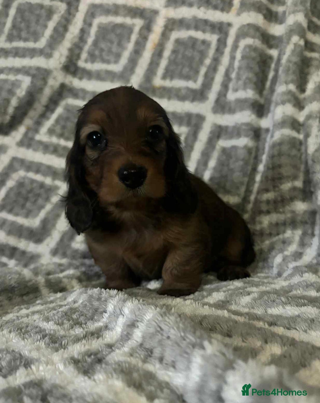 Miniature Dachshund dogs for sale: KC Longhaired Miniature Dachshunds  - Image 5