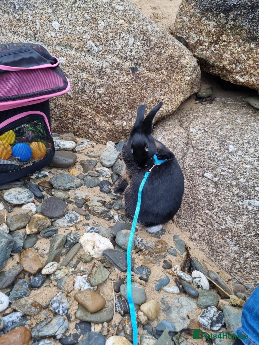 Rex rabbits for sale: 2 rex rabbits one femal and one male  - Image 4