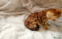 Mixed Breed cats for sale: Lovely Ginger and Rosetted Kittens - Image 15