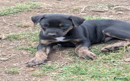 Mixed Breed dogs for sale: Huntaway x Lurcher puppies  - Image 19