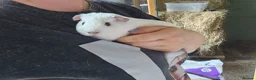 Guinea Pig rodents for sale: Baby female guinea pigs  - Advert 3