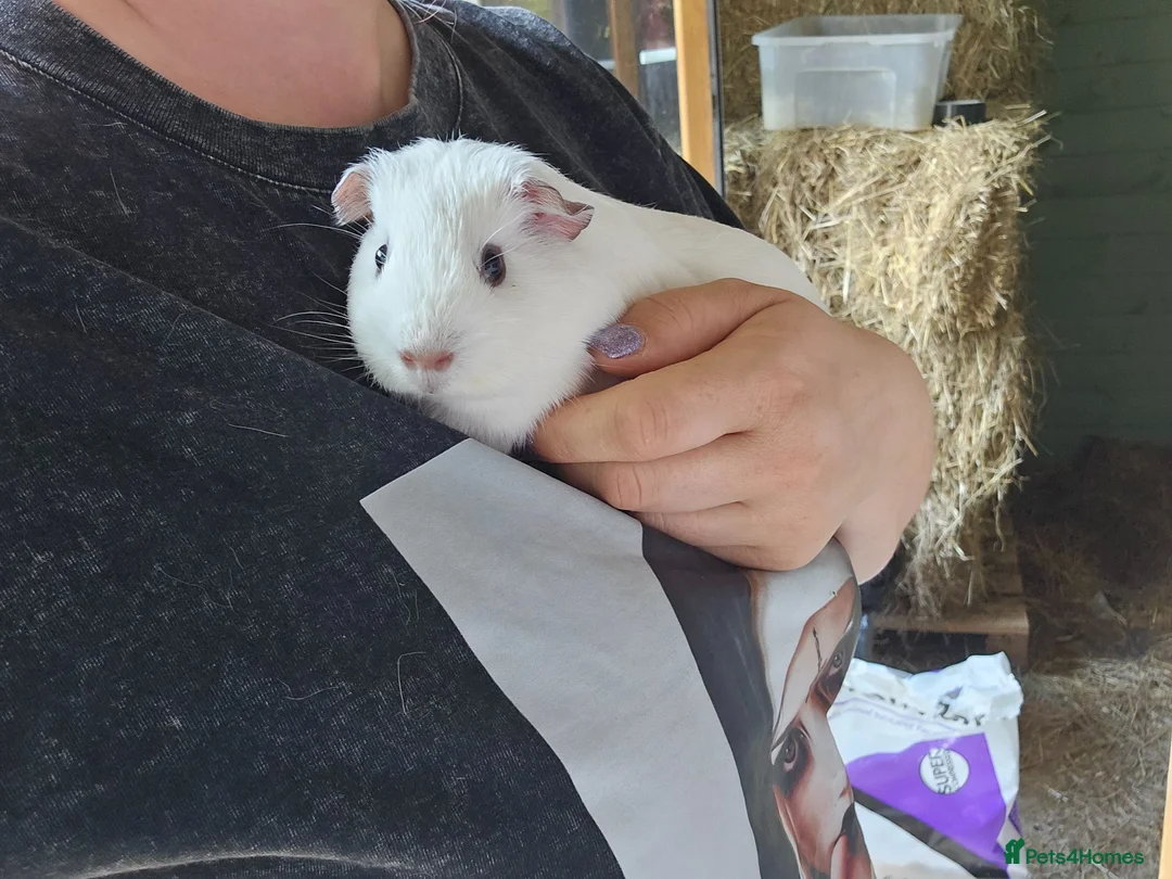 Guinea Pig rodents for sale: Baby female guinea pigs  - Advert 3
