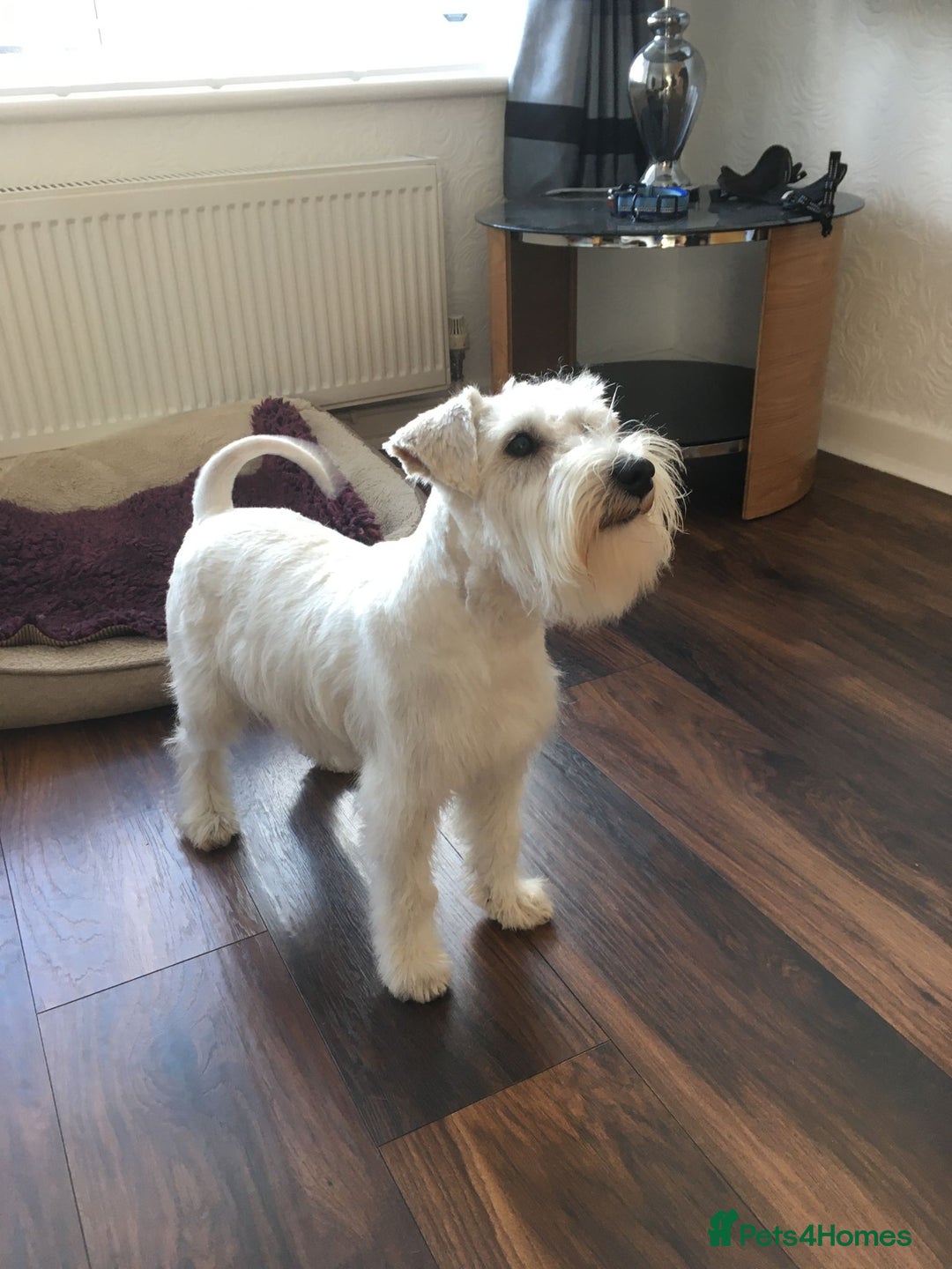 Miniature Schnauzer dogs for stud: Rockybobs Miniature Schnauzer: Fully health tested in Manchester - Advert 7