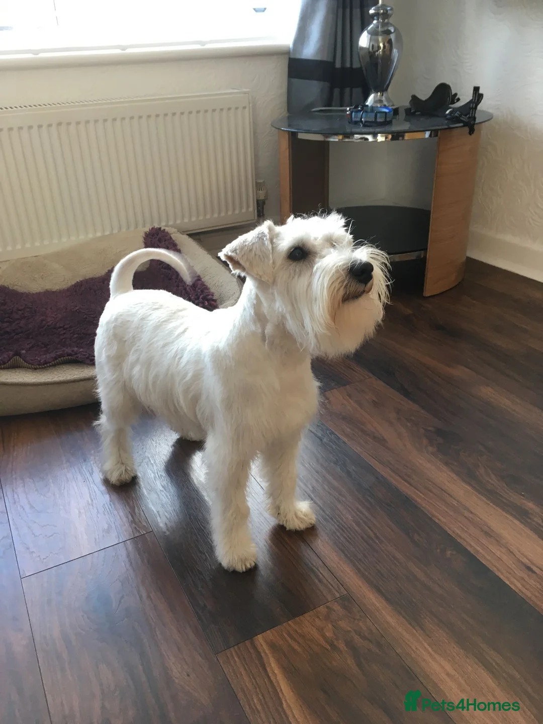 Miniature Schnauzer dogs for stud: Rockybobs Miniature Schnauzer: Fully health tested in Manchester - Advert 7