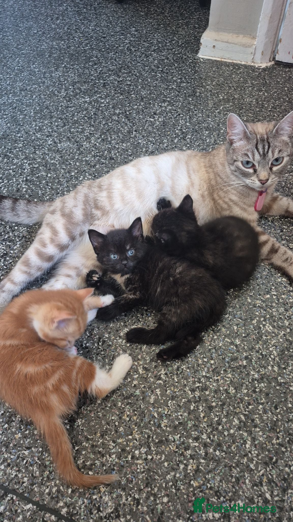 Mixed Breed cats Kittens - Advert 7