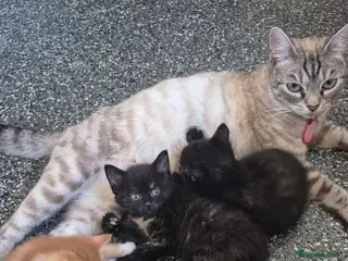 Mixed Breed cats Kittens - Advert 1