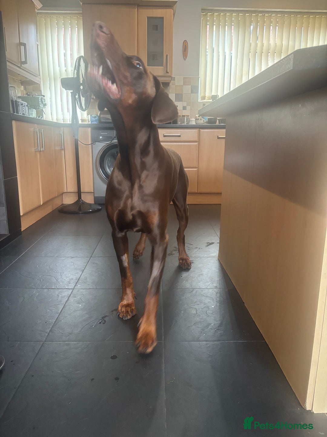 Dobermann dogs for stud: Zeus (for stud)  - Image 2