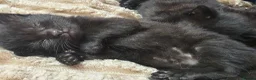 Mixed Breed cats for sale: Full black kittens - Advert 3