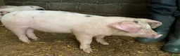 Pig livestock for sale: Gloucestershire Old Spot growing weaners  - Advert 5