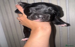 Mixed Breed dogs for sale: Shar Pei cross breed X Labrador Puppies  - Advert 7