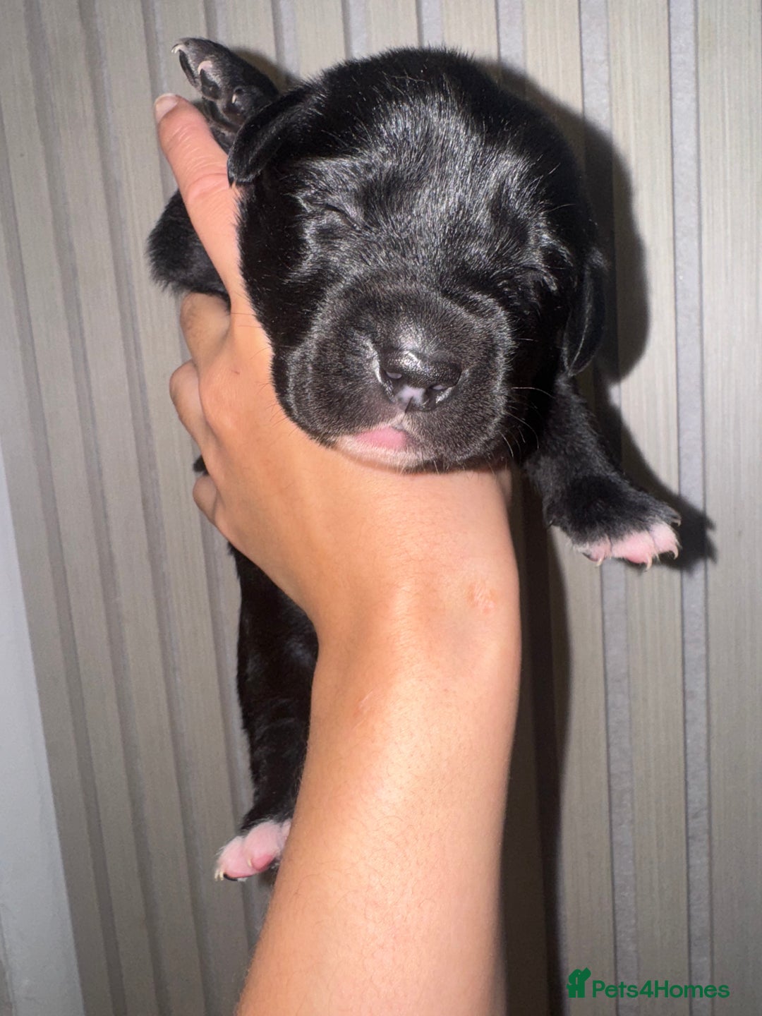 Mixed Breed dogs for sale: Shar Pei cross breed X Labrador Puppies  - Advert 7