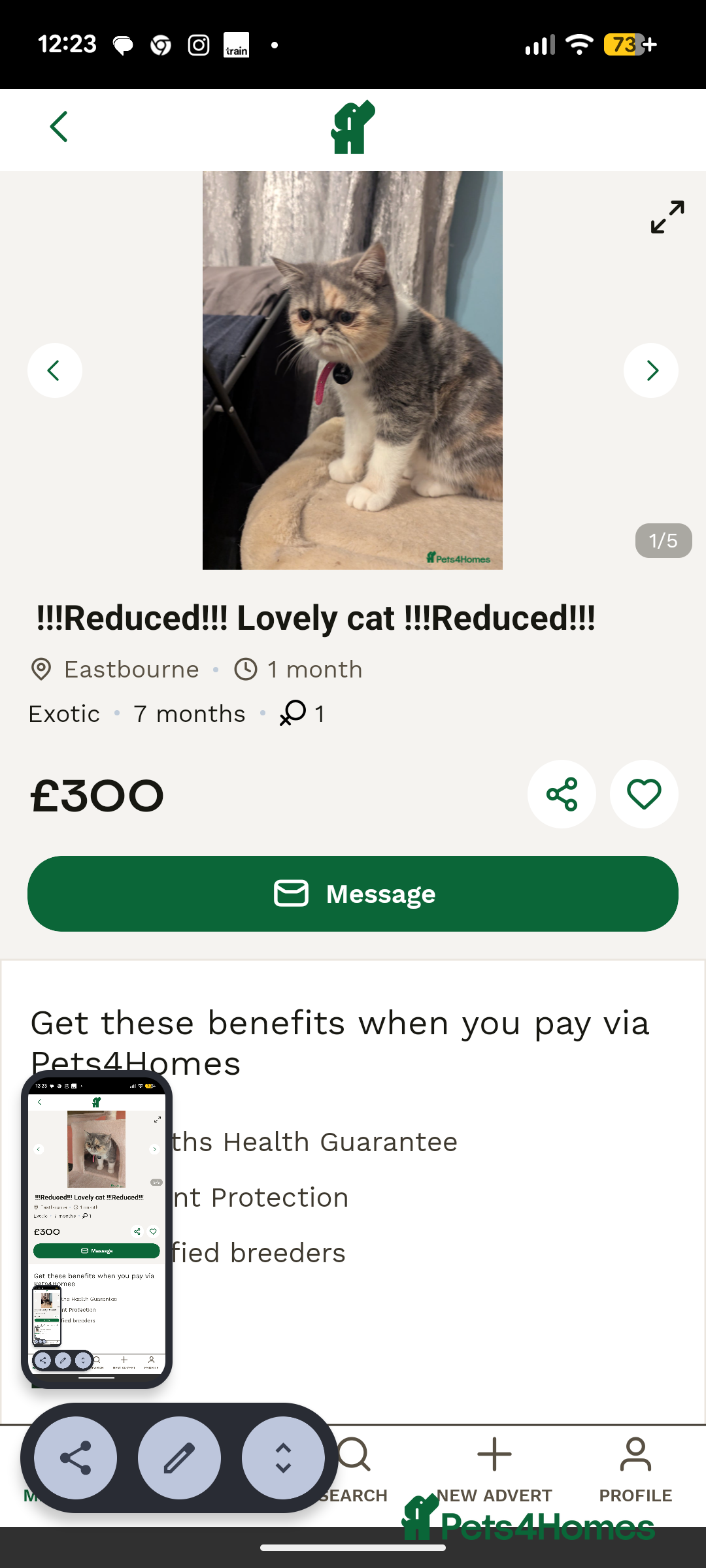 Exotic cats for sale: Reservation  - Advert 6