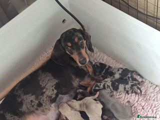 Miniature Dachshund dogs KC Health Tested Miniature Dachshund Pups ⭐️ - Advert 1