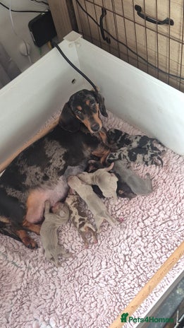 Miniature Dachshund dogs KC Health Tested Miniature Dachshund Pups ⭐️ - Advert 1