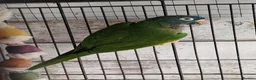 Conures birds for sale: Handreared conures, cockatiels, pair senegals in Wellingborough - Advert 2