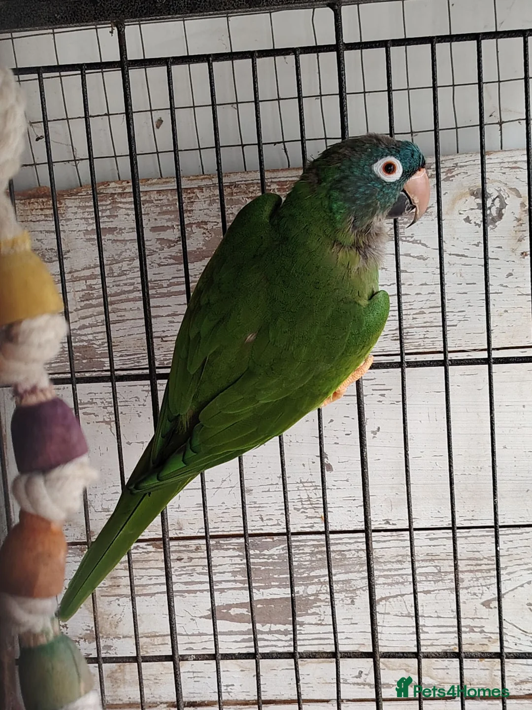 Conures birds for sale: Handreared conures, cockatiels, pair senegals in Wellingborough - Advert 2