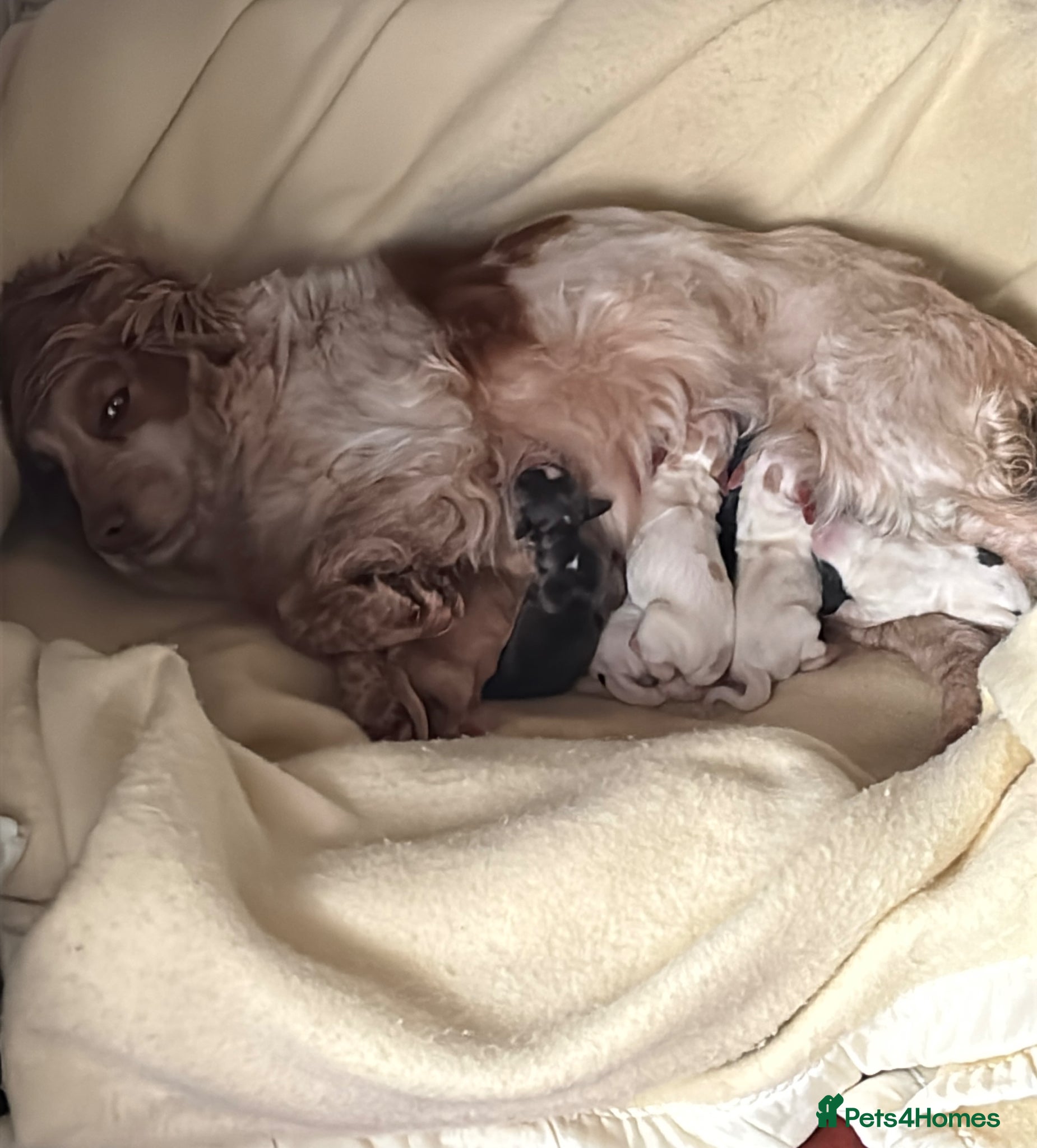 Cocker Spaniel dogs Cocker spaniel  - Advert 1