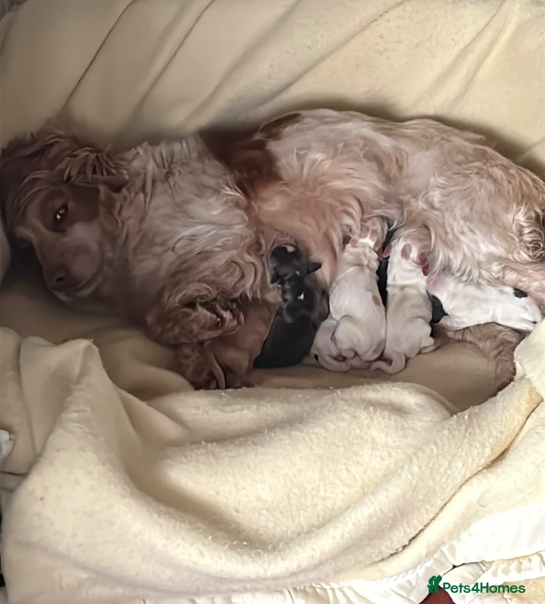 Cocker Spaniel dogs for sale: Cocker spaniel  in Leicester - Advert 1