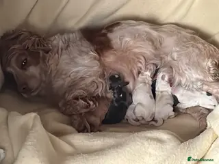 Cocker Spaniel dogs Cocker spaniel - Advert 1