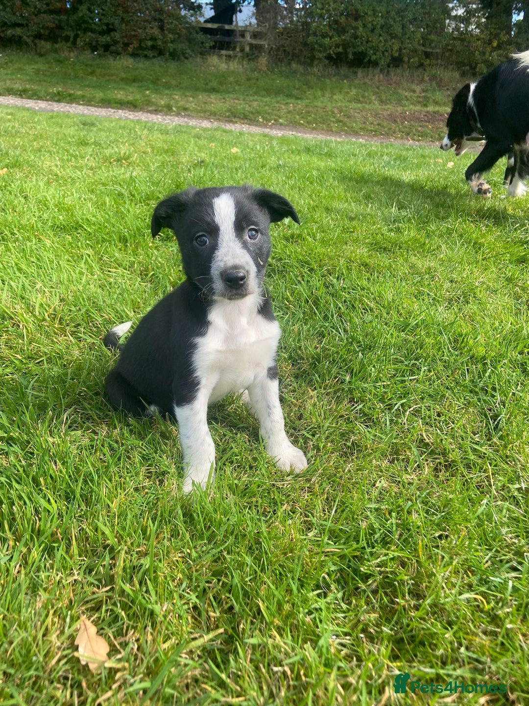 Border Collie dogs for sale: Beautiful litter family reared of collie pups - Image 9