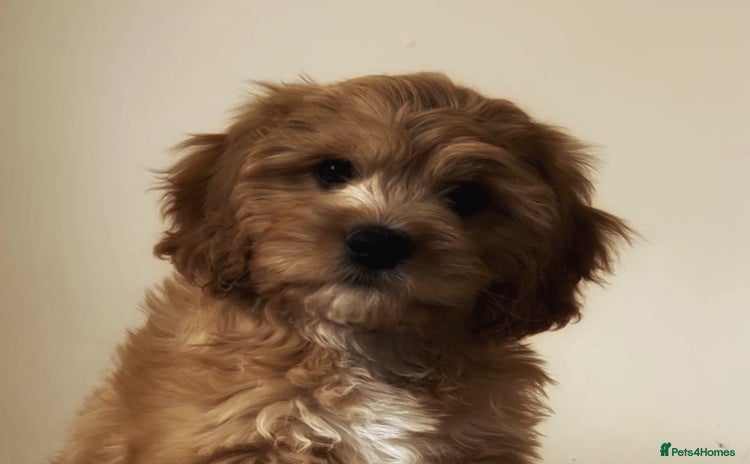 Cavapoo dogs in Darlington - Advert 1