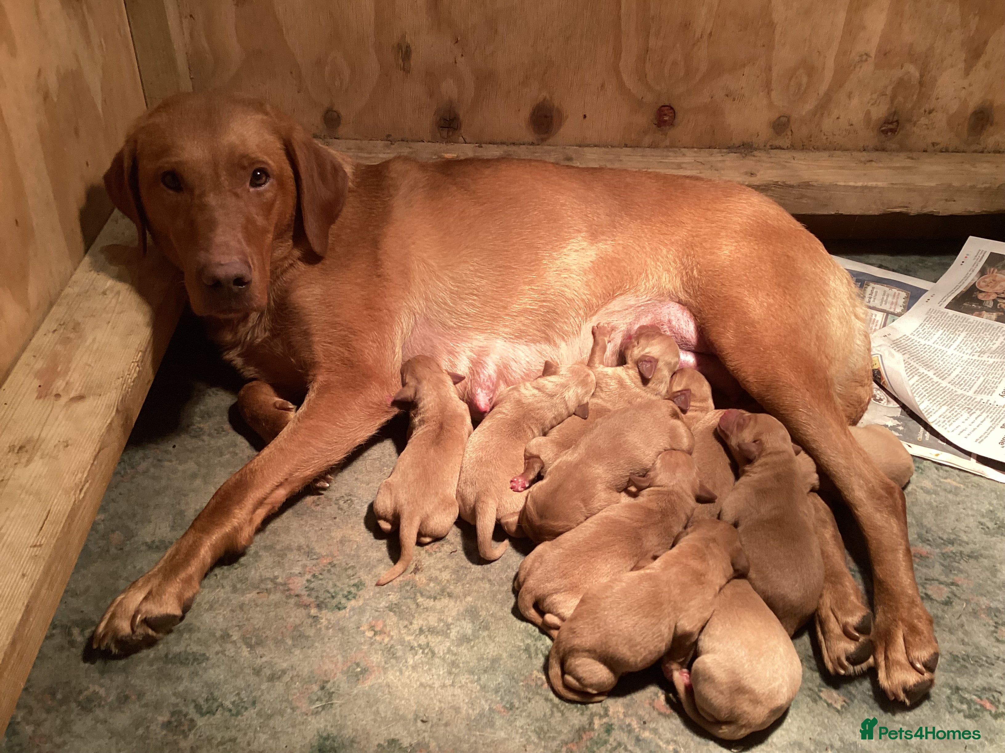 Labrador Retriever dogs Beautiful KC registered Labrador Retrievers - Advert 3